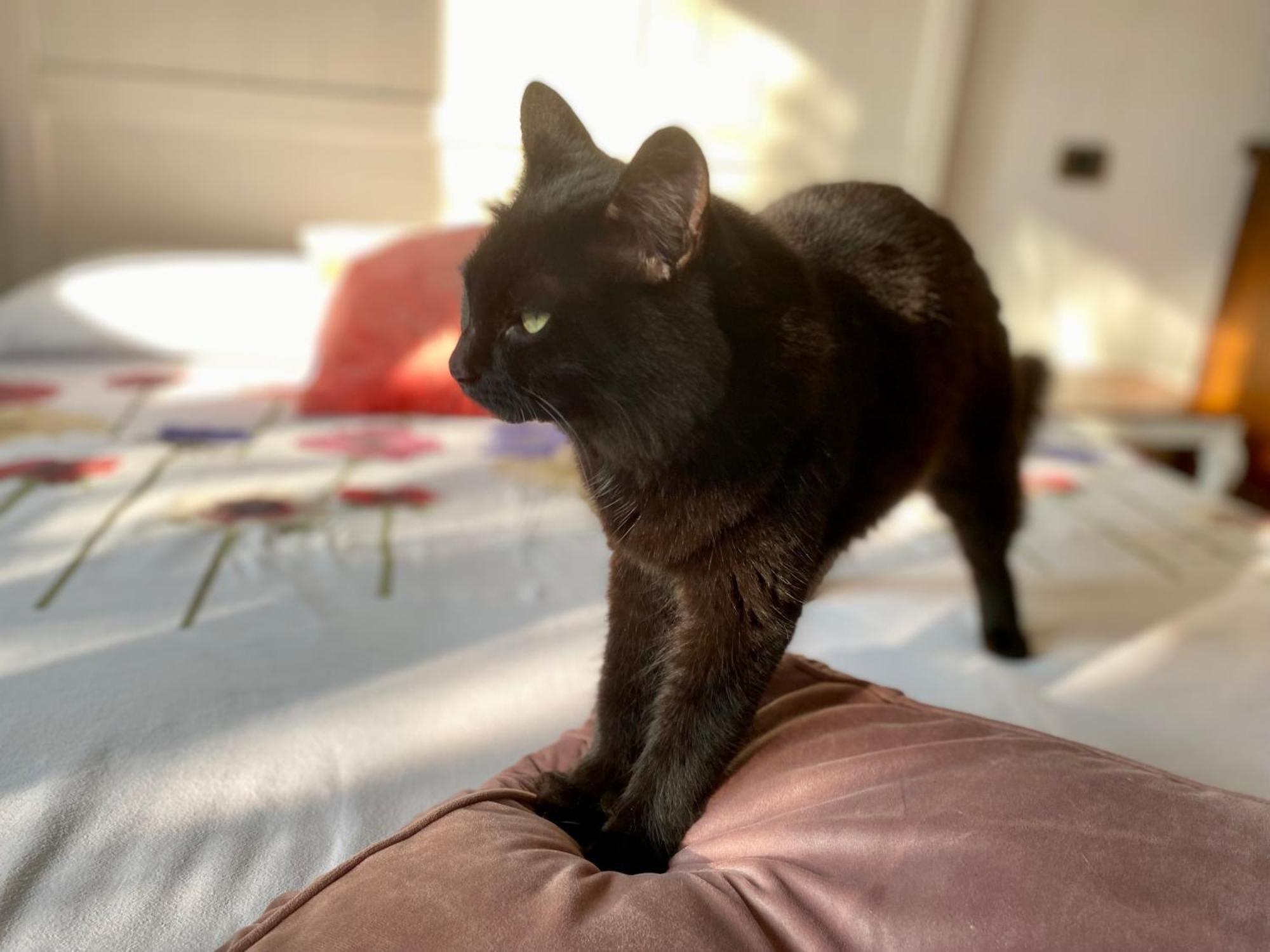 The Luxory Cat Bed and Breakfast Milano Exteriör bild