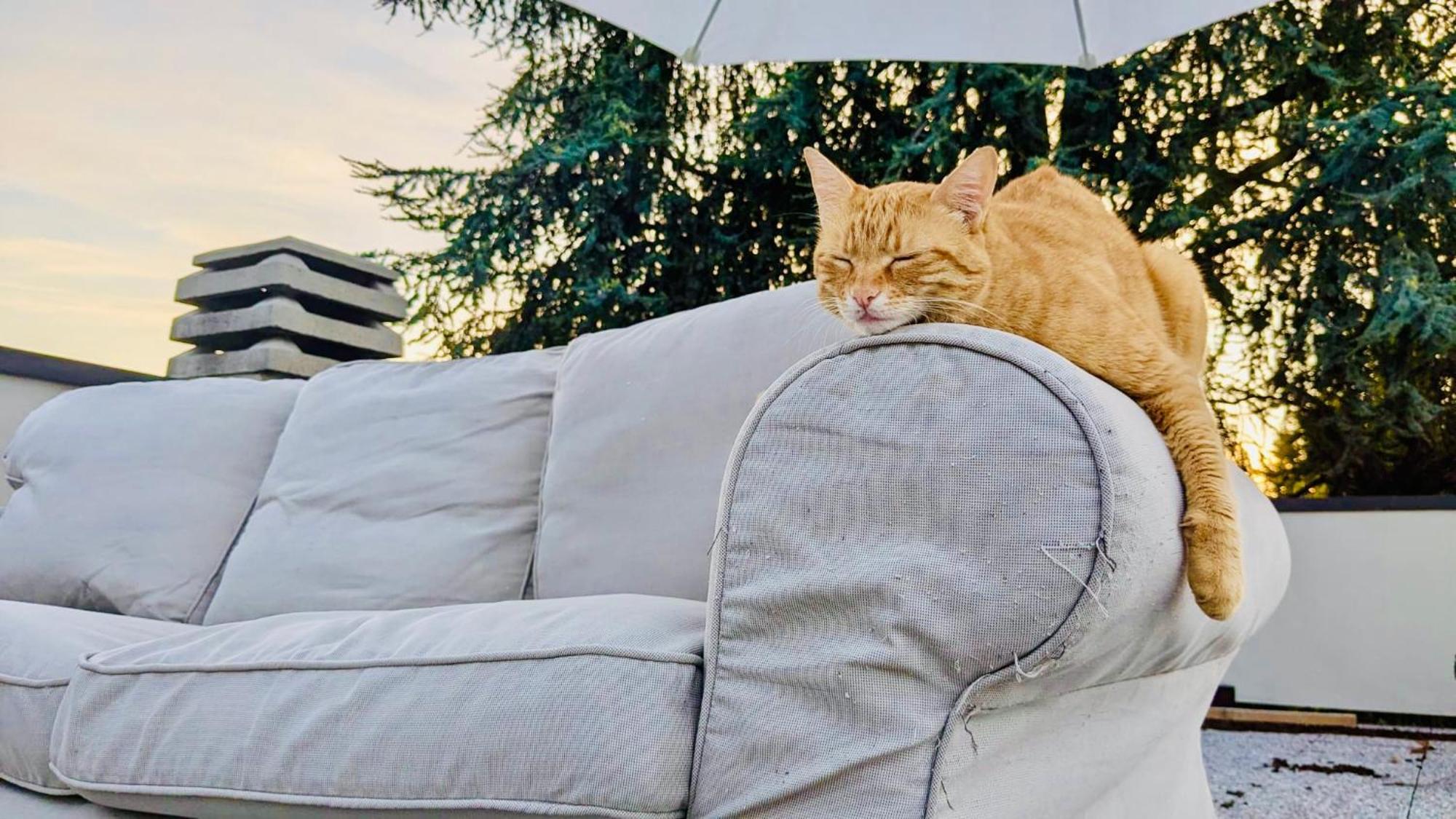 The Luxory Cat Bed and Breakfast Milano Exteriör bild