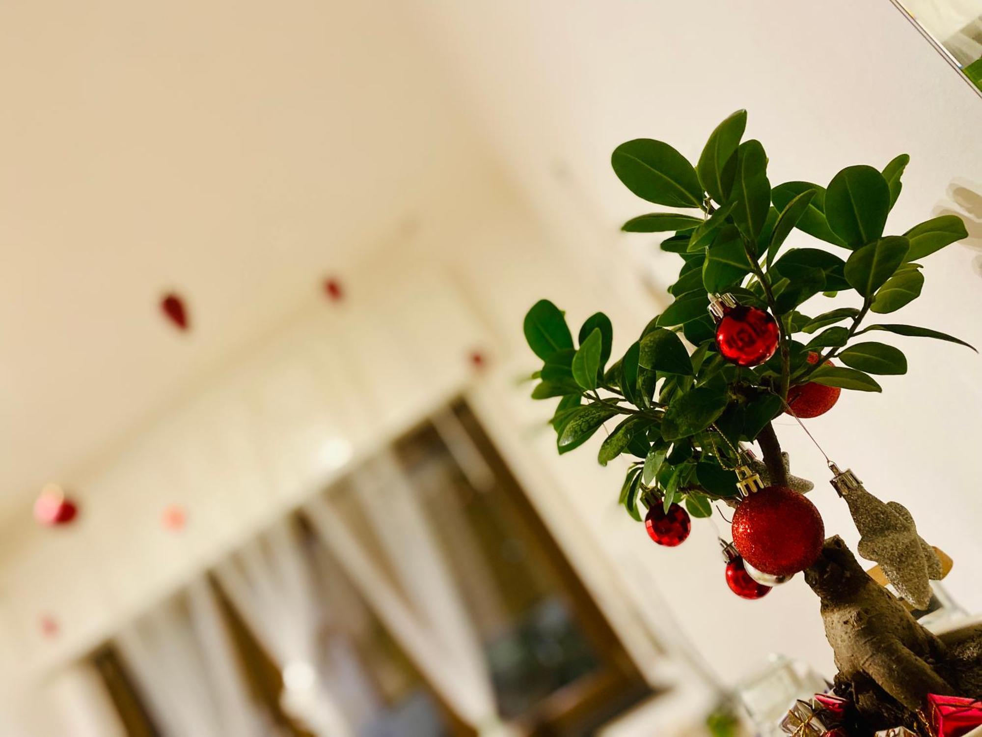 The Luxory Cat Bed and Breakfast Milano Exteriör bild